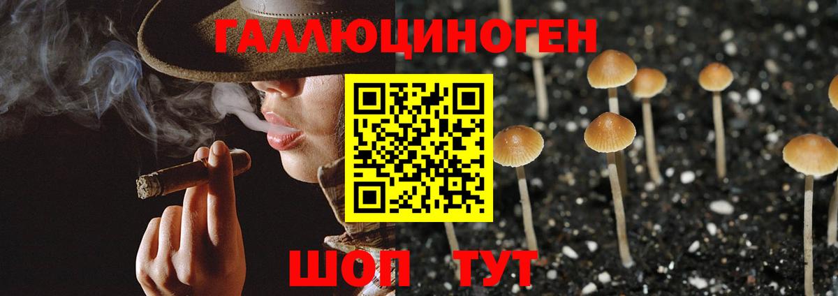 Щёлково  Псилоцибиновые грибы Cubensis  Вход с VPN 